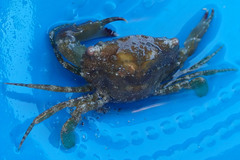 Thalamitinae