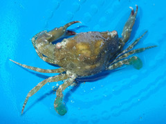 Thalamitinae