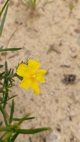 Image of Cistus calycinus by (c) Elizabete Marchante, some rights reserved (CC BY)
