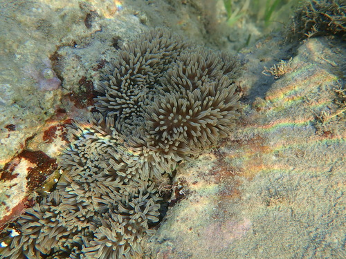 Photo of Giant carpet anemone (Stichodactyla gigantea)