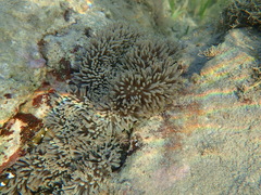 Stichodactyla gigantea