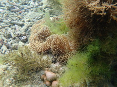 Stichodactyla gigantea