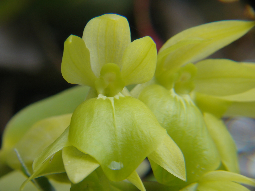 Epidendrum megalospathum