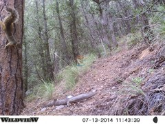 Sciurus nayaritensis