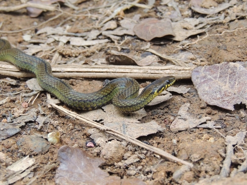 Thick Graceful Brown Snake