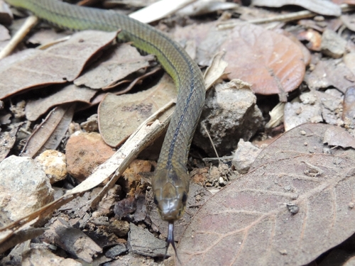 Thick Graceful Brown Snake