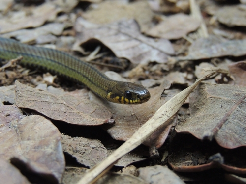 Thick Graceful Brown Snake