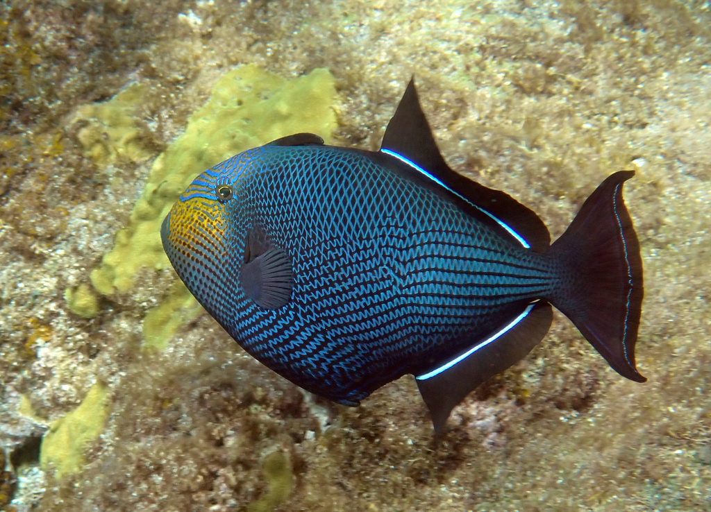 Black durgeon (Melichthys niger) — Balistidae