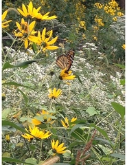Danaus plexippus