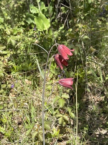 Fritillaria gentneri, photograph 6