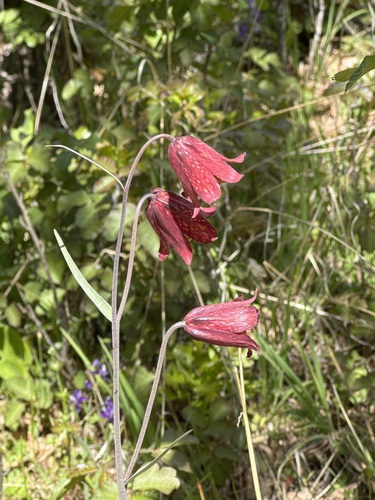 Fritillaria gentneri, photograph 5