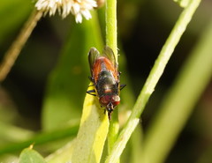 Stomorhina xanthogaster