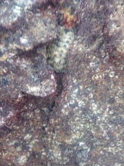 Chitonoidea