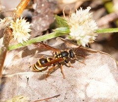 Ropalidia socialistica