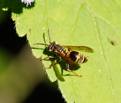 Ropalidia socialistica