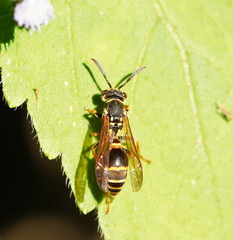Ropalidia socialistica