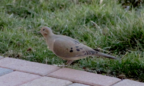 Mourning Dove photographed in Idaho