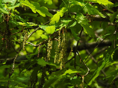 Image of Quercus orocantabrica by (c) Duarte Frade, some rights reserved (CC BY)