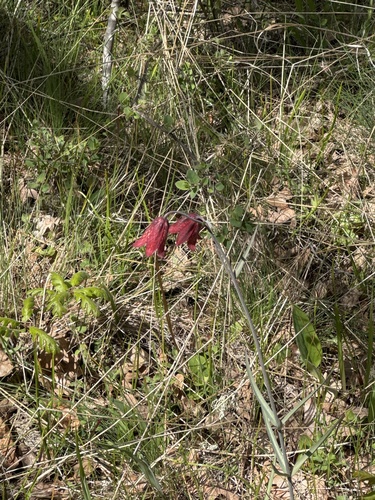Fritillaria gentneri, photograph 4