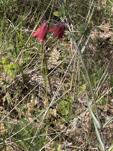 Fritillaria gentneri, photograph 3