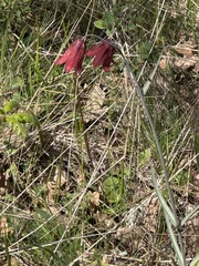 (c) Rob Santry, some rights reserved (CC BY) Fritillaria gentneri, photograph (c) Rob Santry, some rights reserved (CC BY)
