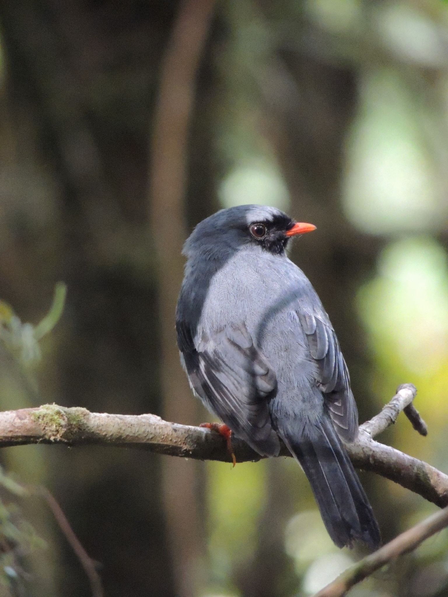Black-faced Solitaire (Myadestes melanops), photo 10