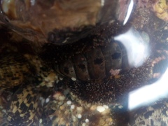 Chitonoidea