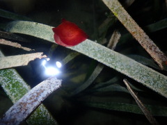 Pleurobranchus forskalii