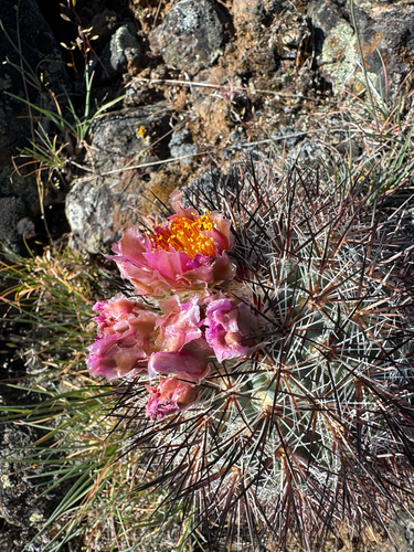 Pediocactus nigrispinus