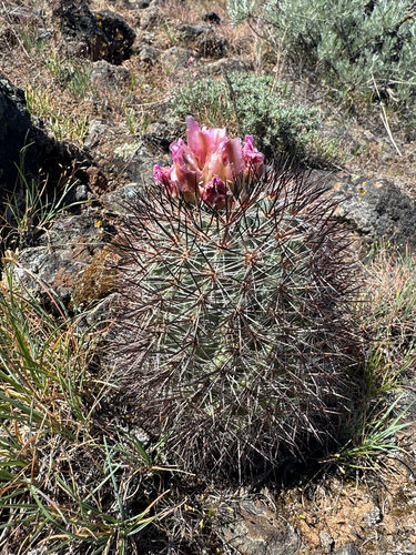 Pediocactus nigrispinus