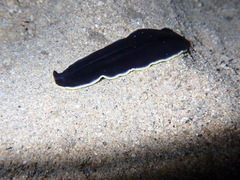 Pseudobiceros flavocanthus