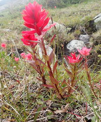 Castilleja rhexiifolia