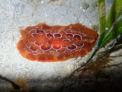 Pleurobranchus forskalii