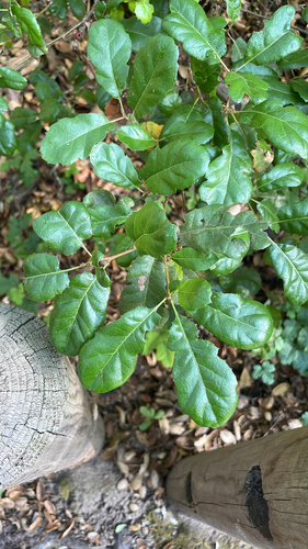 Quercus berberidifolia × durata