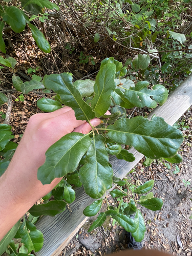 Quercus berberidifolia × durata