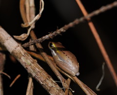 Litoria fallax