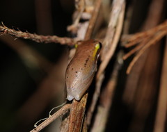 Litoria fallax