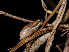 Litoria fallax