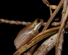Litoria fallax