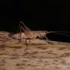 Austrosalomona destructor