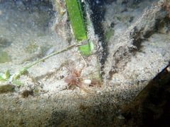 Ceriantharia