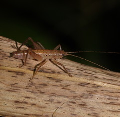 Austrosalomona destructor