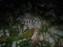 Myrichthys colubrinus