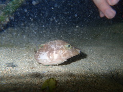 Canthigaster compressa