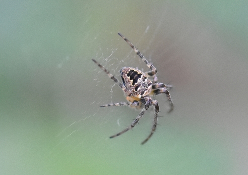 Zilla Orbweaver, Groesbeek, Nederland, photo 10 of 10
