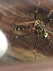 Aedes sierrensis