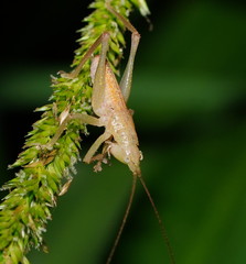 Austrosalomona destructor