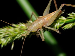 Austrosalomona destructor