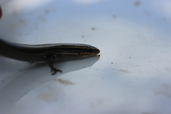 Plestiodon tetragrammus brevilineatus