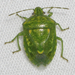 Juniper Stink Bug - Photo (c) John Morgan, some rights reserved (CC BY-NC), uploaded by John Morgan